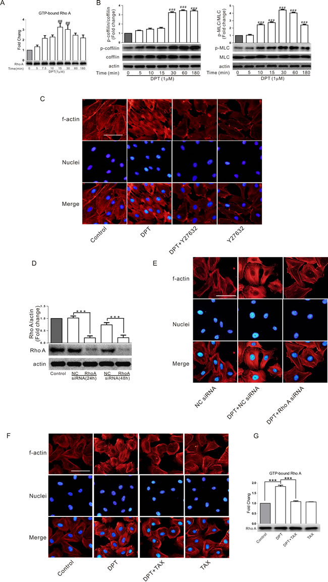 RhoA/ROCK signaling pathway was involved in DPT-induced cytoskeletal remodeling and its relationship with actin and tubulin.
