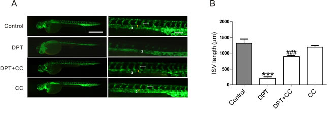 DPT-mediated intersegmental vessel (ISVs) defects in zebrafish through AMPK activation.