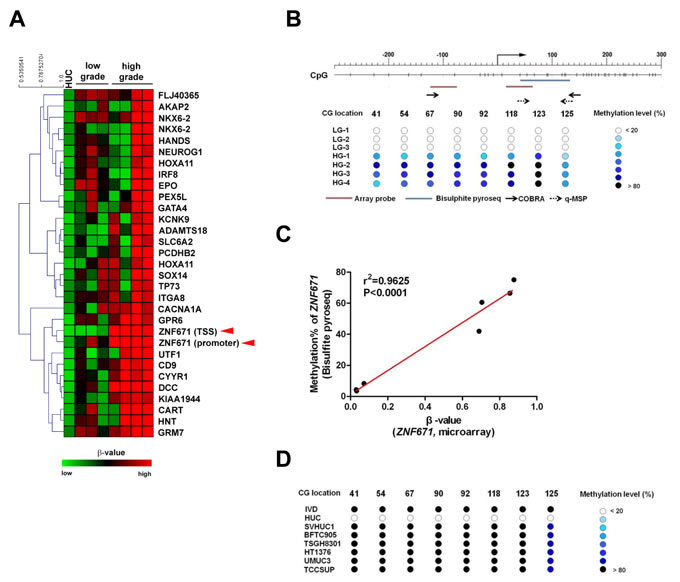 Methylation microarray identification of ZNF671 promoter DNA hypermethylation in bladder UC.