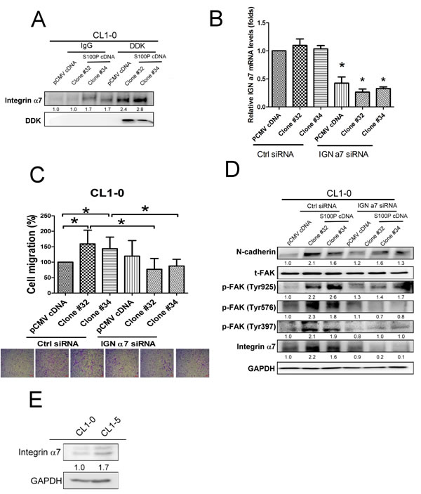 Integrin &#x3b1;7 was involved in S100P-mediated cancer progression.