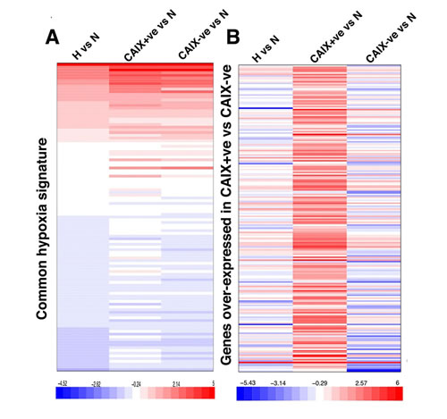 CAIX-positive and negative populations show similar hypoxia transcriptional response.