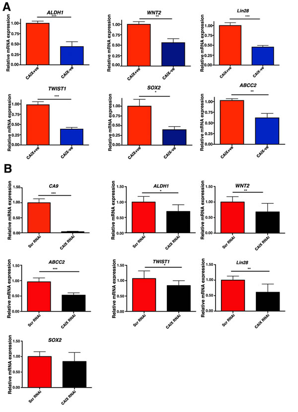 The CAIX+ve subpopulation is enriched with cells expressing stem cell genes.