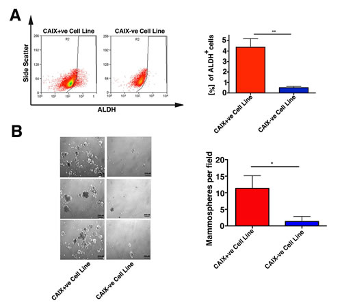 The CAIX+ve subpopulation has functional properties associated with cancer stem cells