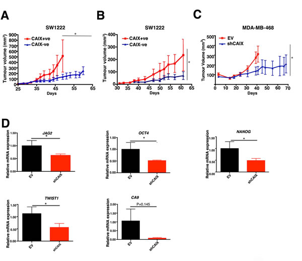 Analysis of CAIX positive and CAIX negative cell lines on ability to promote tumour growth