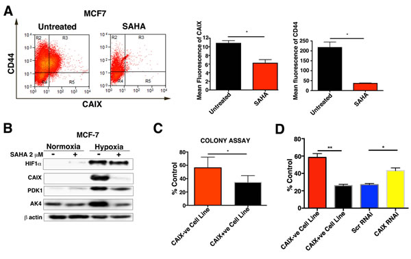 Effects of SAHA treatment on CAIX+ve and CAIX-ve populations.