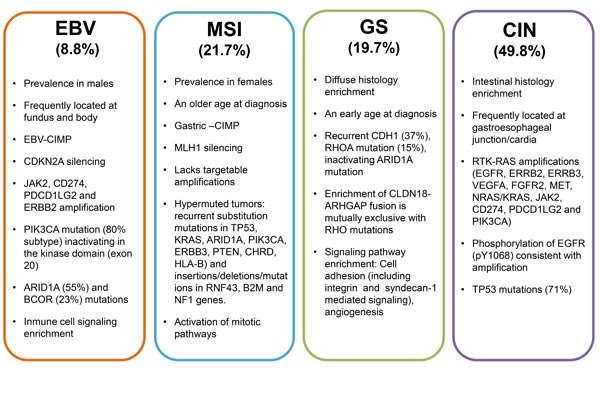 Major features and salient genomic alterations that have been associated with each molecular subtype of GC proposed by the TCGA.