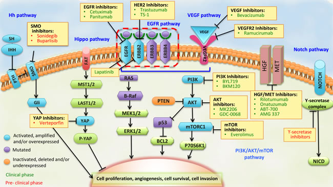 Pathways that represent potential targets for the treatment of advanced stage GC.