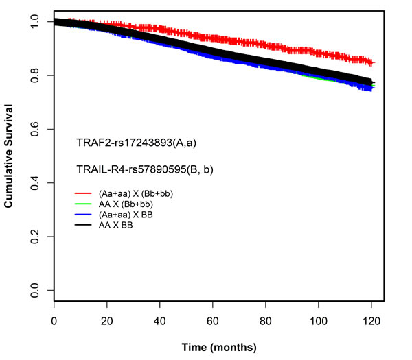 Kaplan-Meier survival curves of the combination genotypes of rs17243893 and rs57890595 (dominant model)
