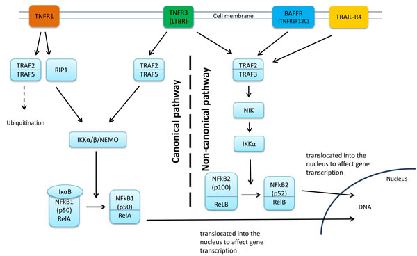 Genes annotated to the SNP pair significant in the recessive model.