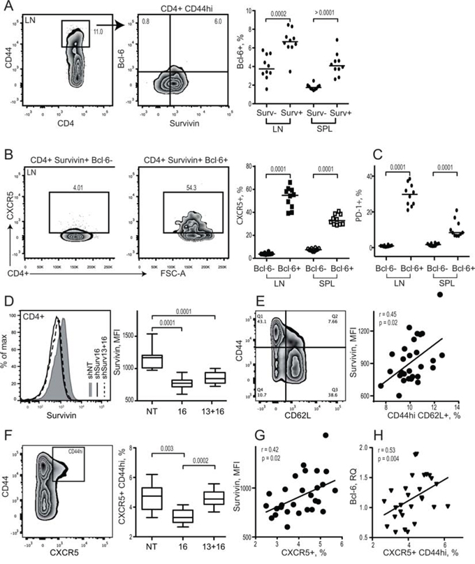 Survivin positive subset of CD44hi CD4 lymphocytes in mouse possess a complete phenotype of Tfh cells.