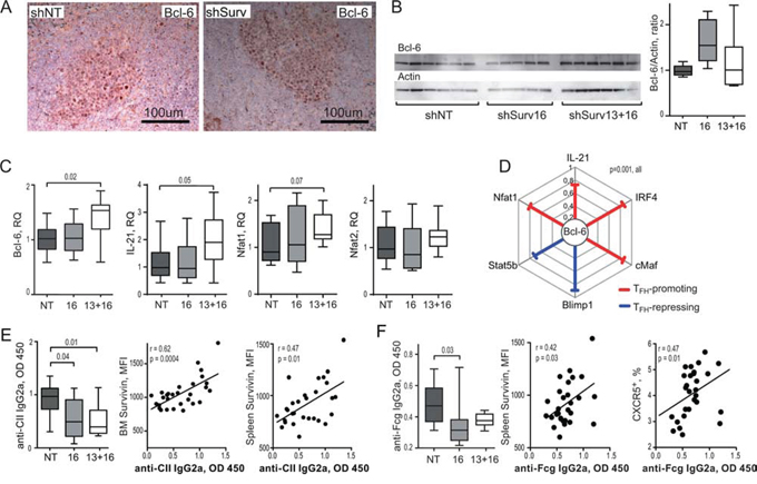 Inhibition of survivin disturbs Bcl-6 dependent mechanisms of antibody production in experimental arthritis.