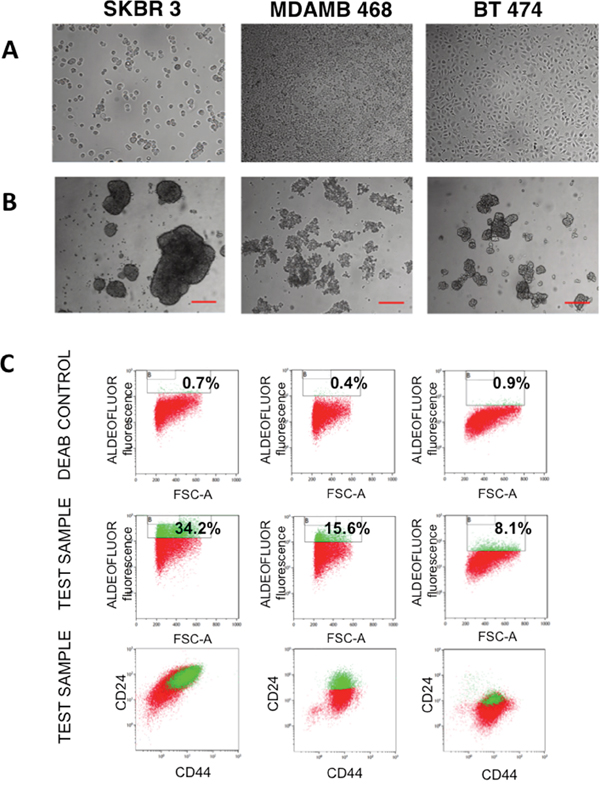 Analysis of breast cancer mammospheres.