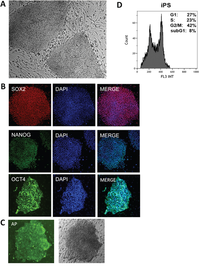 Characterization of human iPS.