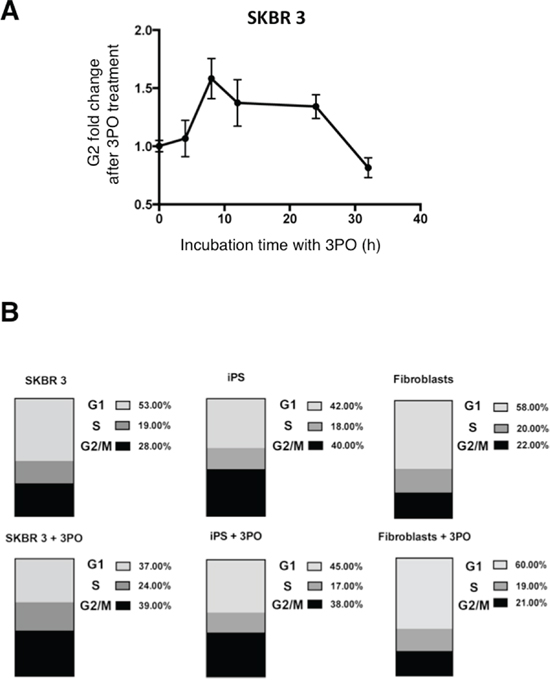 Effect of 3PO on cell cycle phase distribution.