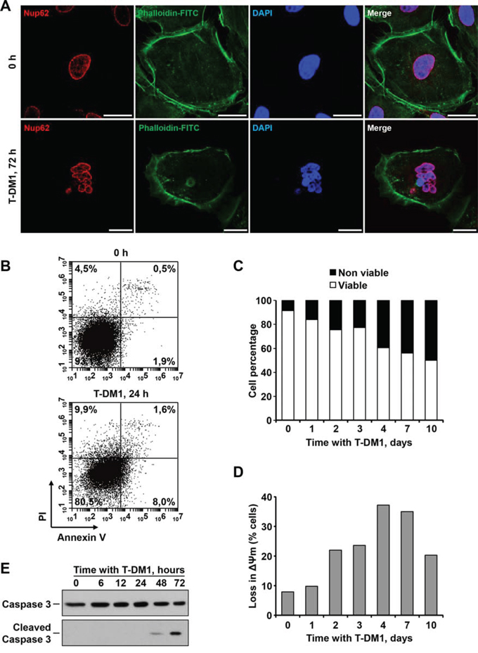 T-DM1 provokes multinucleation and mitotic catastrophe in SKOV3 cells.