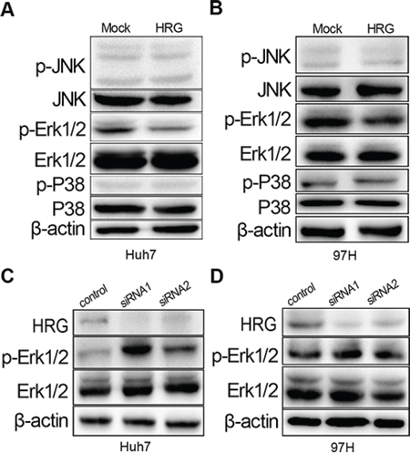 HRG could inhibit cell proliferation via the MAPK-Erk1/2 signaling pathway by reducing Erk1/2 phosphorylation.