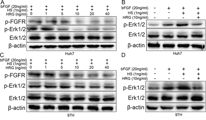 HRG could compete with FGF to bind to HS and finally suppress Erk1/2 phosphorylation via the FGF-Erk1/2 signaling pathway.