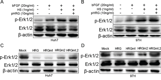 Effect of HRG glycosylation on FGF-Erk1/2 signaling.