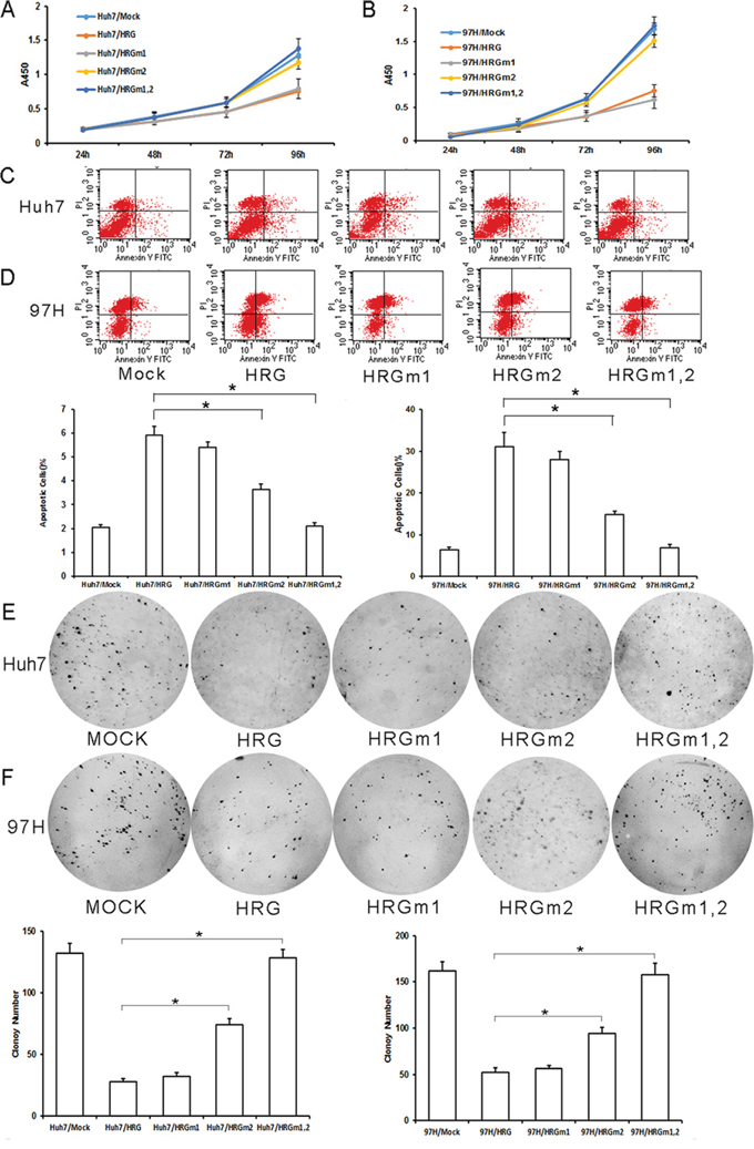 Effect of HRG glycosylation site mutation in Huh7 and MHCC-97H HCC cells.