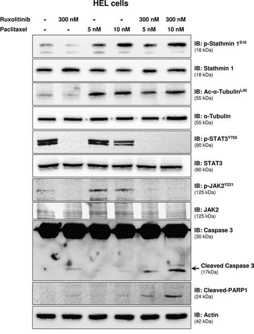 Paclitaxel treatment leads to Stathmin 1S16 phosphorylation and potentiates ruxolitinib-induced caspase 3/PARP1 cleavage.