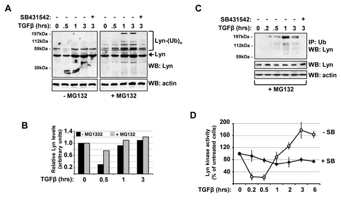 TGF&#946;-induced Lyn ubiquitination generates a burst of Lyn kinase activity in CML cells.