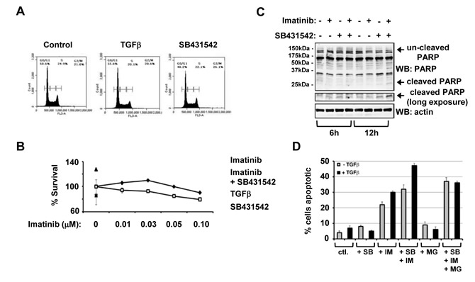 Inhibition of type TGF&#946; receptor kinase enhances Imatinib mediated CML cell death.