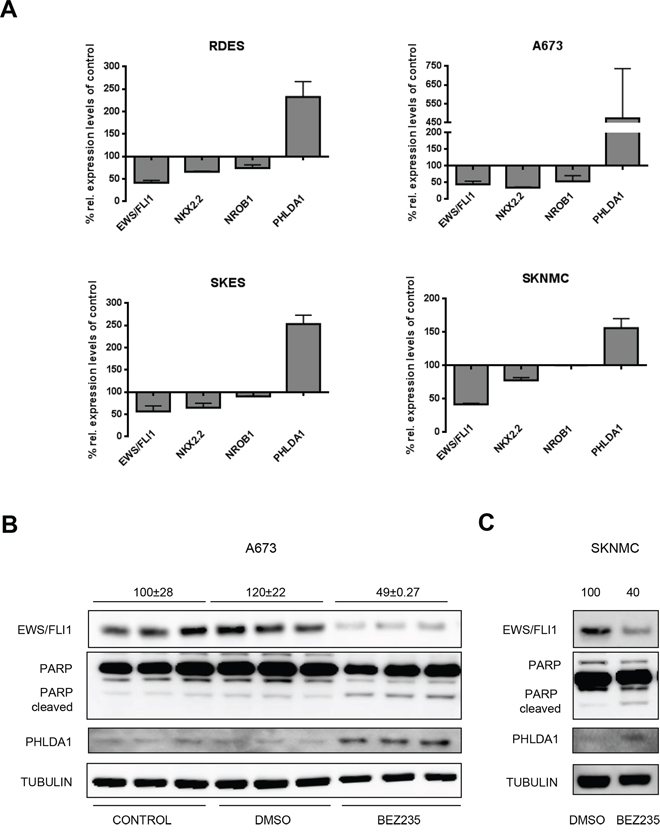 BEZ235 affects EWS/FLI1 levels.