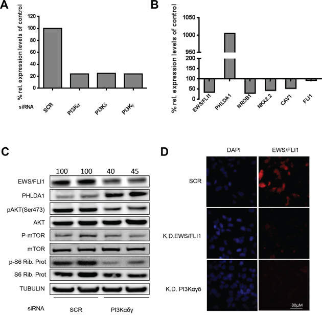 Modulation of EWS/FLI1 and target genes after PI3K pathway silencing.