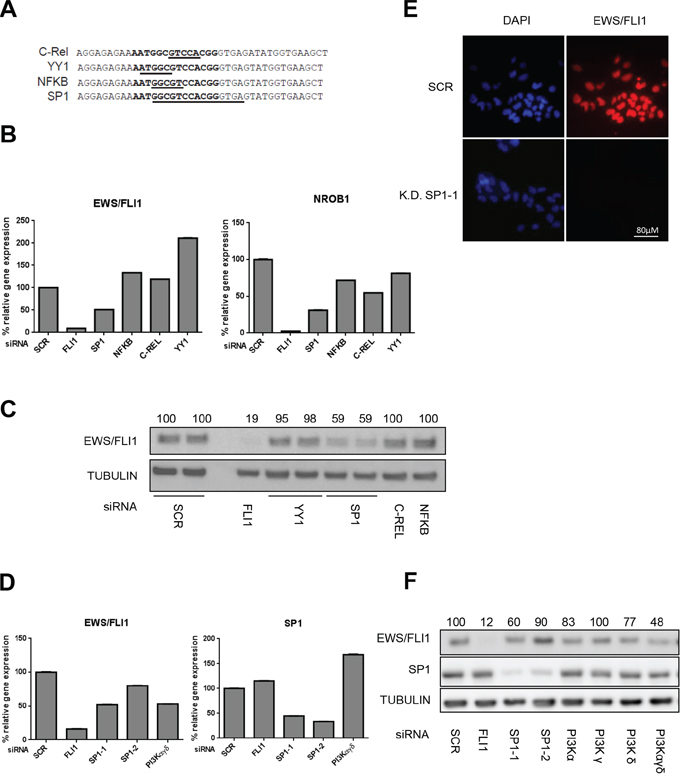SP1 knock down affects EWS/FLI1 levels.