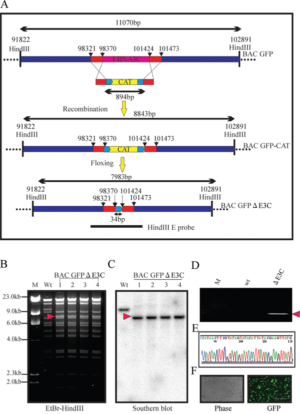 Generation of the recombinant viruses BAC EBV-&#x0394;E3C.