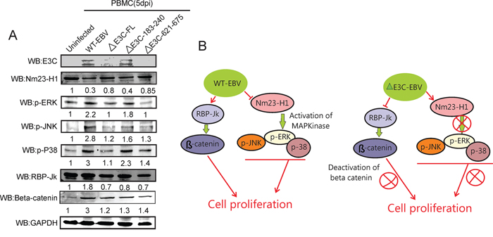 Influence of EBV recombinant mutants in MAPK and Notch/Wnt signaling.