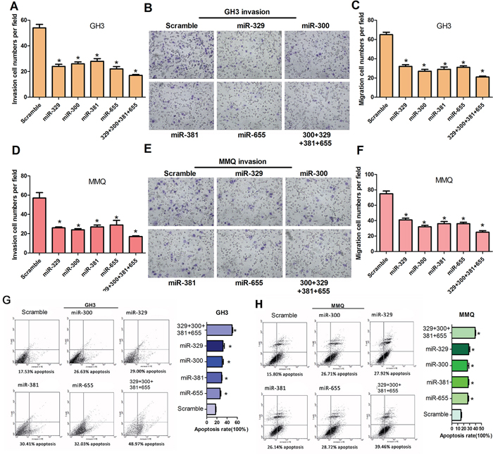 MiR-329, miR-300, miR-381 and miR-655 decrease cell motility in vitro and induce cell apoptosis of GH3 and MMQ cells.