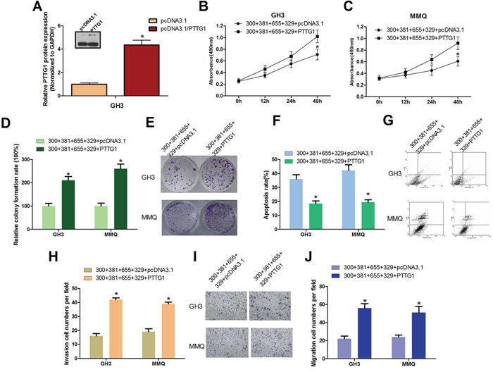 PTTG1 Overexpression Counteracts miR-329, miR-300, miR-381 and miR-655 induced pituitary tumor cell malignant inhibition.