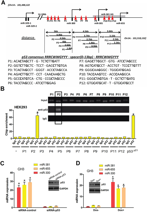 p53 binds the promoter of PTTG1-targeting miRNAs, activating miR-300, miR-381 and miR-655 transcription.