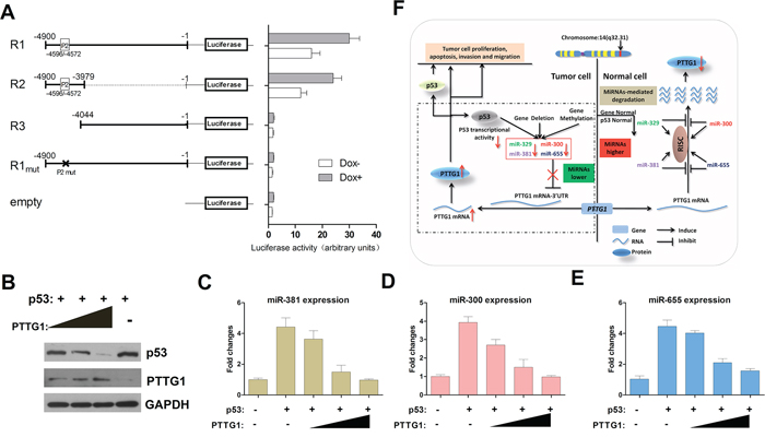 PTTG1, PTTG1-targeting miRNAs and p53 form a feedback loop.