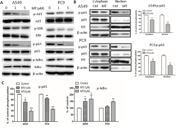 M2R antagonist methoctramine inhibits NF-&#x03BA;B p65 signaling in NSCLC cells.