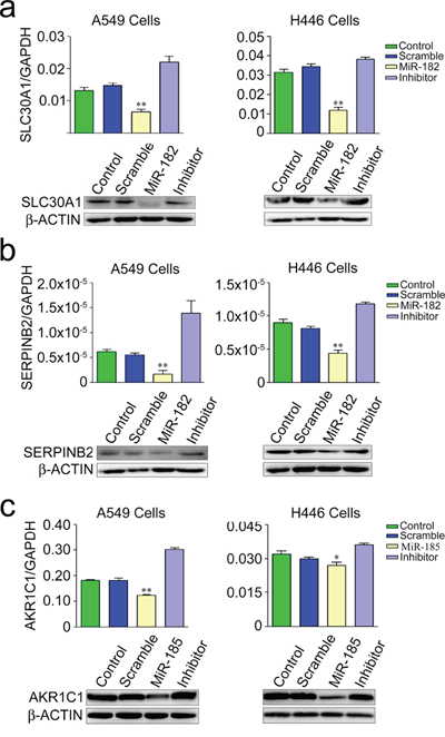 Suppression of endogenous mRNA (up panel) and protein (lower panel) of SLC30A1 a. SERPINB2 b. and AKR1C1 c. in A549 and H446 cells transfected with miR-182 mimic, miR-185 mimic or their inhibitor. Results of mRNA levels are mean &#x00B1; SEM obtained from three experiments. *, P &#x003C; 0.01 and **, P &#x003C; 0.001 compared with control or inhibitor.
