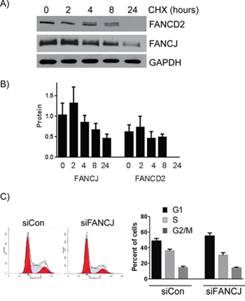 FANCJ protein is more stable than FANCD2 and does not significantly alter the cell cycle profile.
