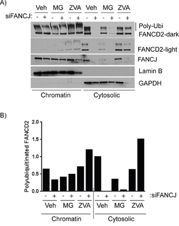 FANCJ deficiency compromises the stability of FANCD2 in both cytoplasmic and chromatin fractions.