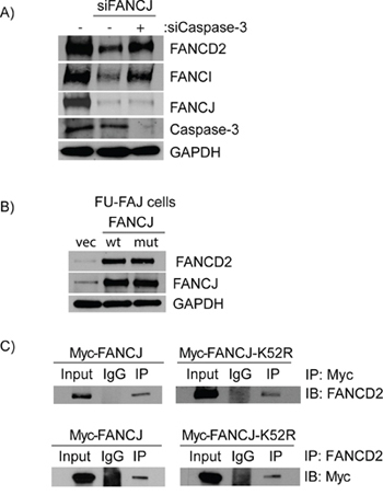 Caspase-3 degrades FANCD2 in the absence of FANCJ and FANCJ helicase activity is not required for the stabilization of FANCD2.