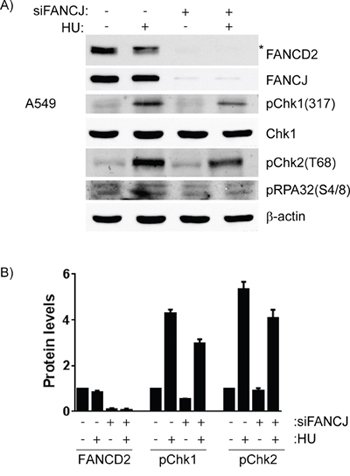 Cells lacking FANCJ are unable to properly respond to DNA damage caused by stalled replication forks.