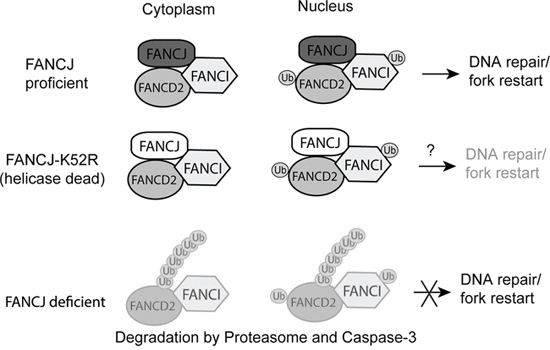 Proposed model for FANCJ stabilization of FANCD2 and FANCI.