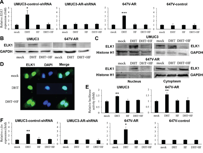 Effects of androgen on ELK1 activity in bladder cancer cells.