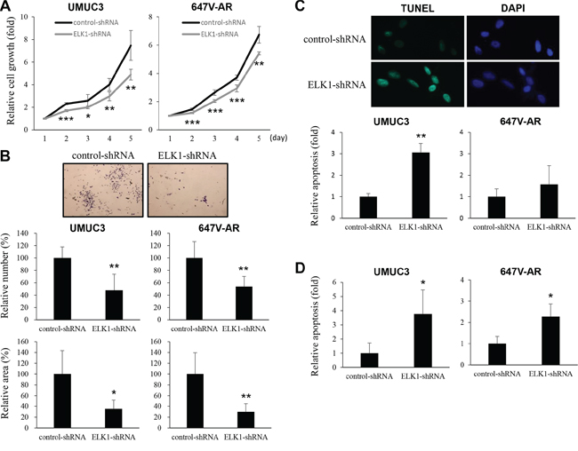 Effects of ELK1 inactivation on bladder cancer cell proliferation.