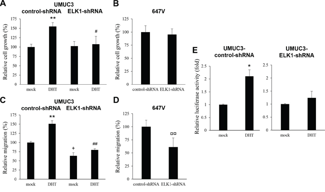 Effects of androgen on the proliferation or AR activity in ELK1 knockdown bladder cancer cells.