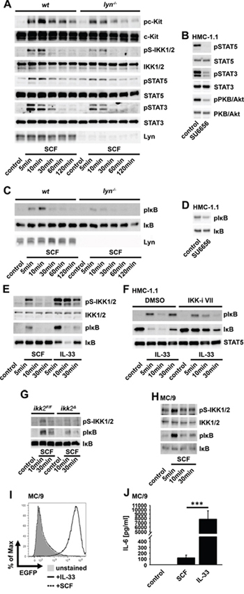 The SCF-induced IKK2 activation depends on SFKs but does not induce NF-&#x03BA;B activation.