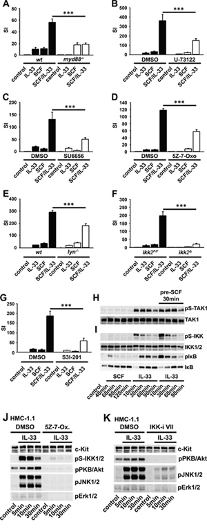 Activated c-Kit influences IL-33-induced signaling and effector functions in BMMCs and HMC cells.
