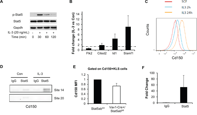 Stat5 activation directly regulates the myeloid differentiation marker Slamf1 in EML C1 and primary KLS cells.