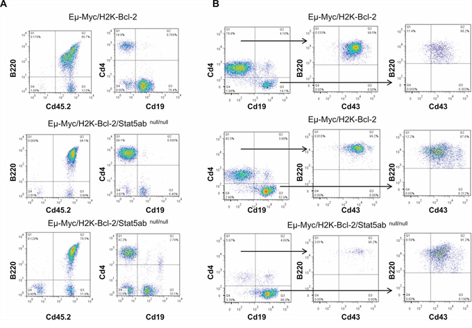 Myc-induced B-cell transformation occurs with developmental blocks at comparable stages in both wild-type and Stat5-deficient leukemia.