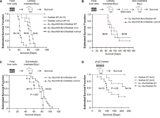 Faster initiation but not progression of B-ALL in the absence of Stat5.